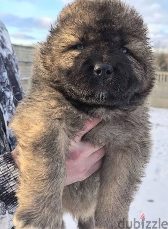 Giant Caucasian shepherd boys from Russia 0