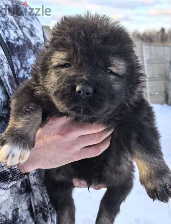 Giant Caucasian shepherd boys from Russia 1