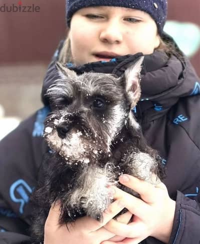 Miniature Schnauzer puppy female from Russia