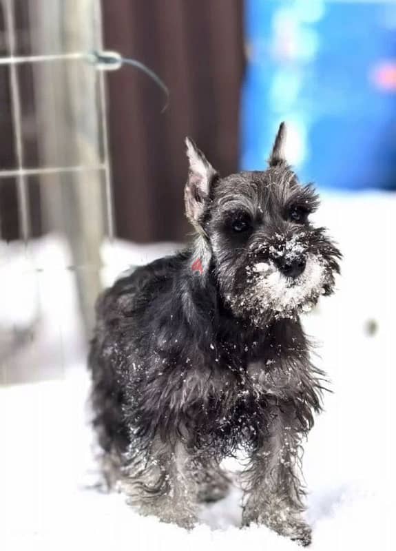 Miniature Schnauzer puppy female from Russia 1