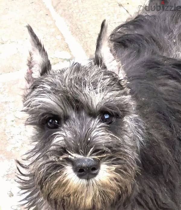 Miniature Schnauzer puppy female from Russia 2