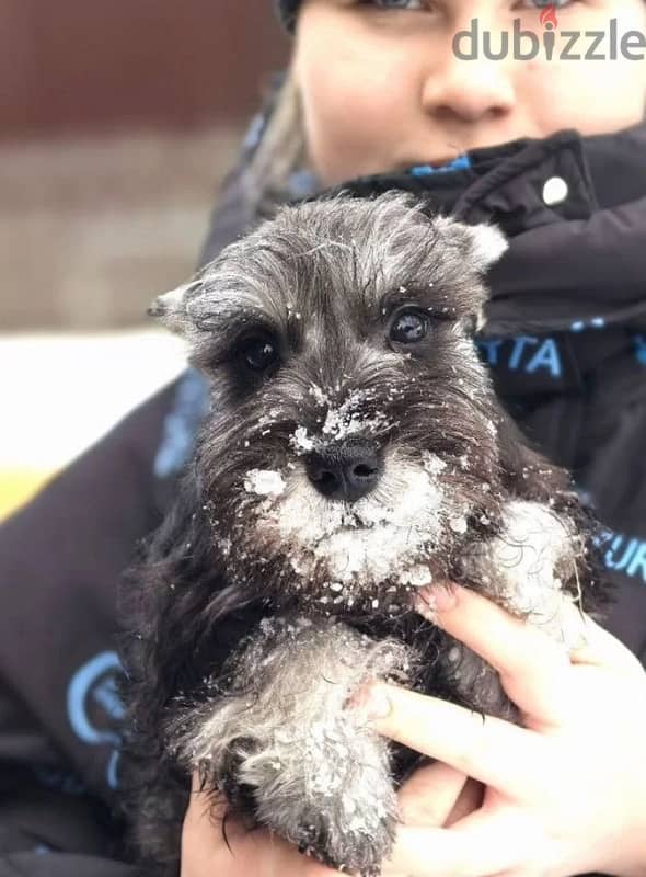 Miniature Schnauzer puppy female from Russia 3