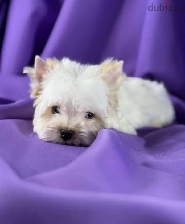 Mini Yorkshire terrier boys from Russia 2