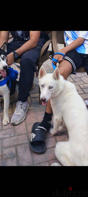 White Husky للتبني