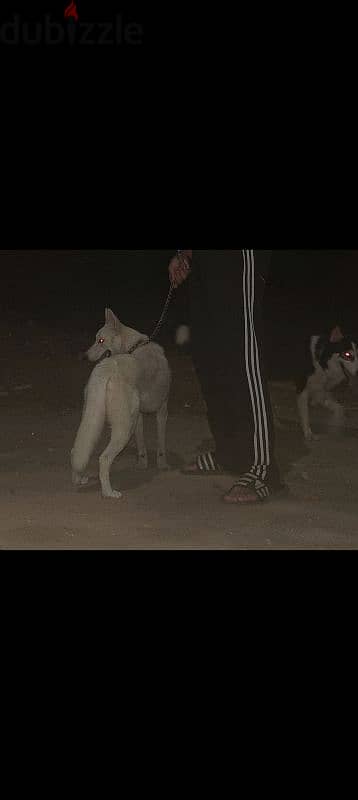 White Husky للتبني 1