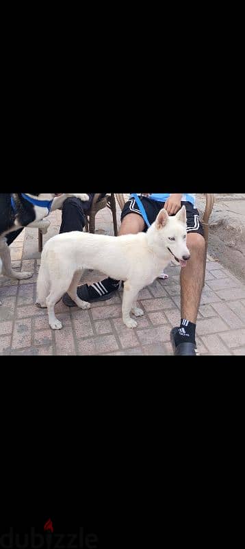 White Husky للتبني 2