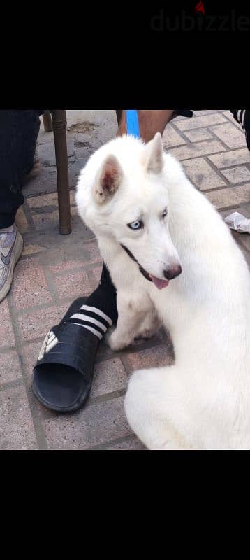 White Husky للتبني 3