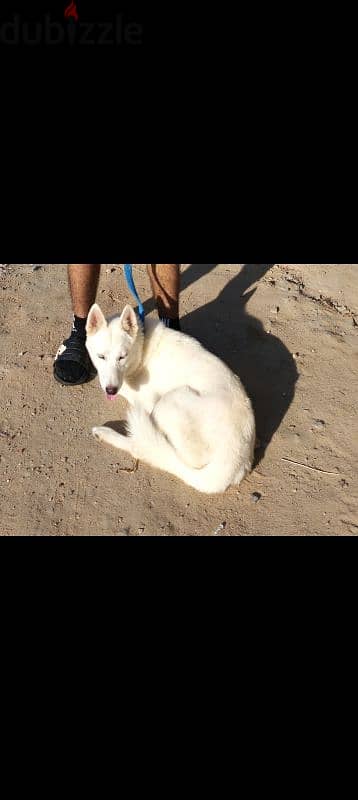 White Husky للتبني 4