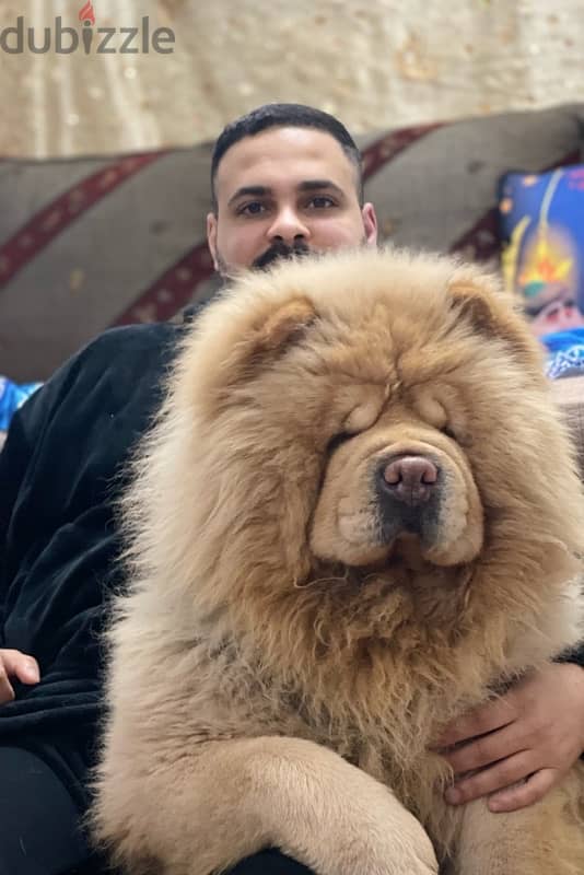 تشاو تشاو chow chow 1