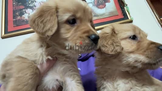 golden puppies for sale