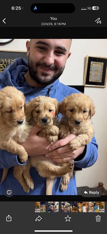 golden puppies for sale 1