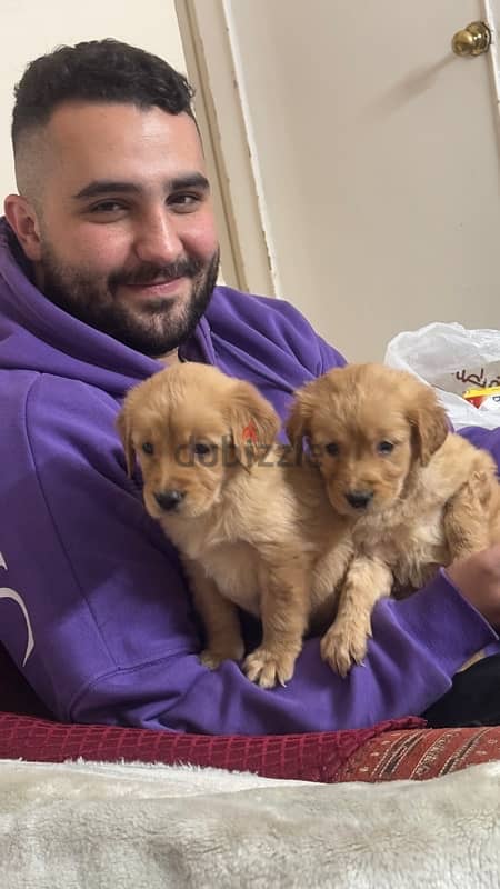 golden puppies for sale 2