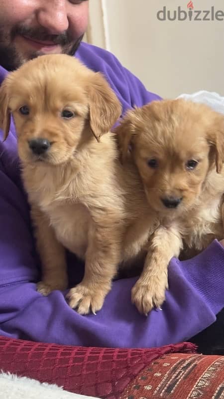 golden puppies for sale 3