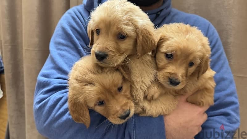 golden puppies for sale 6