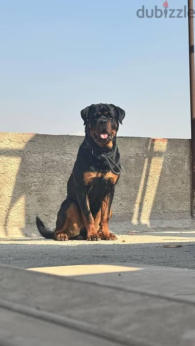 rottweiler for mating للزواج