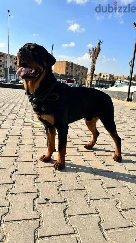 rottweiler for mating للزواج 2