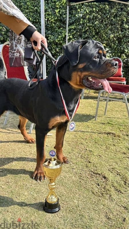 rottweiler for mating للزواج 3