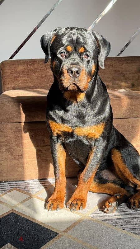 rottweiler for mating للزواج 4