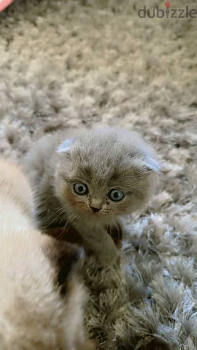 Blue Scottish Fold Girl