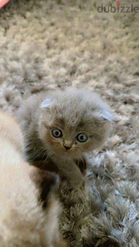 Blue Scottish Fold Girl 0