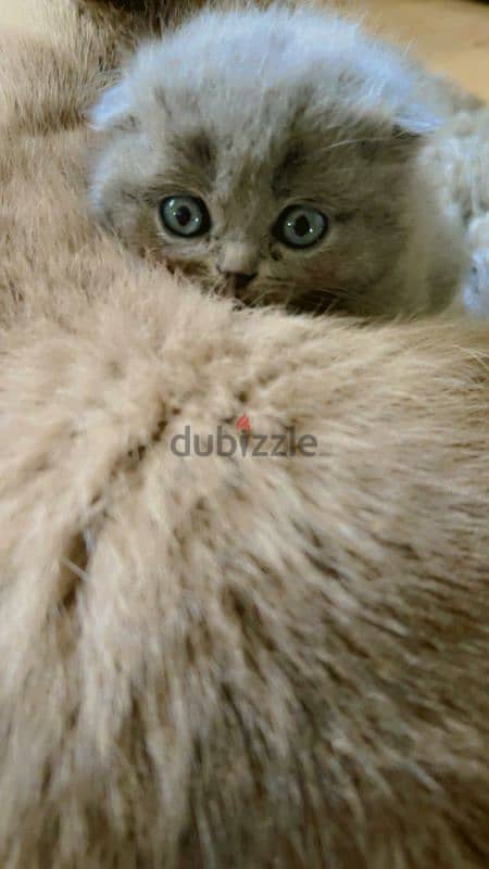 Blue Scottish Fold Girl 1