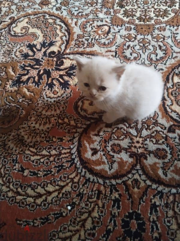 Scottish fold male 37days cute 3