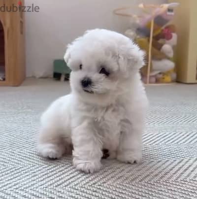 maltese puppies مالتيز