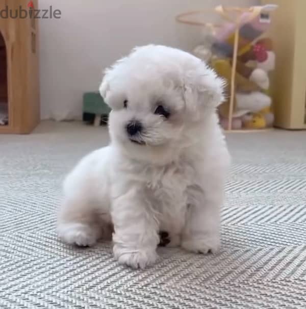 maltese puppies مالتيز 0