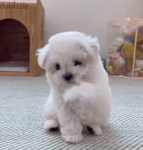 maltese puppies مالتيز 1