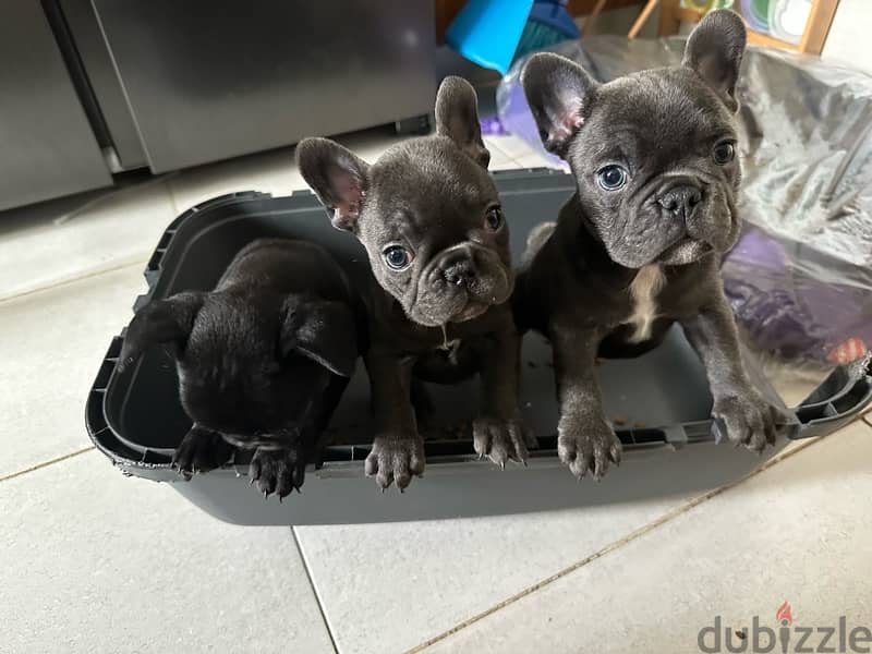 french bulldog 2