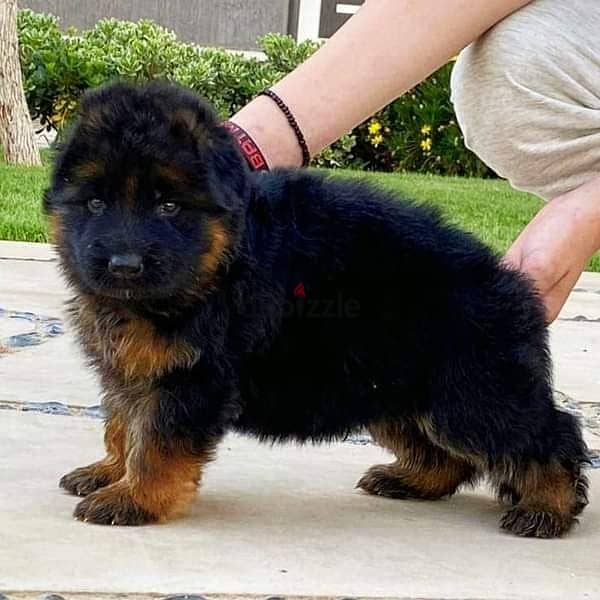 Male German shepherd puppies Female جراوي جيرمن شيبرد ذكر ولد بنت انثي 0