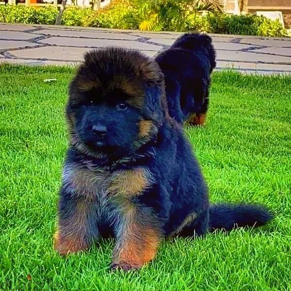 Male German shepherd puppies Female جراوي جيرمن شيبرد ذكر ولد بنت انثي 1