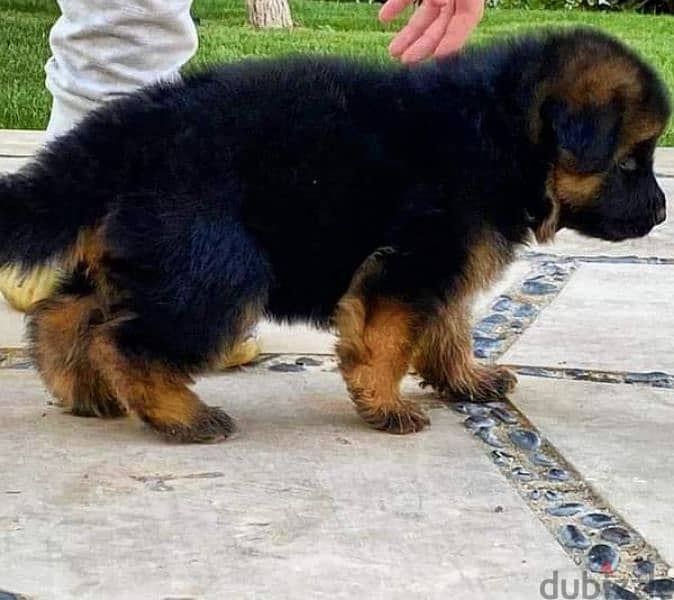 Male German shepherd puppies Female جراوي جيرمن شيبرد ذكر ولد بنت انثي 2