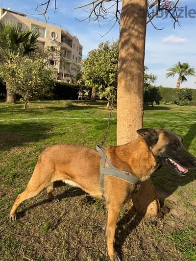 كلاب مالينو - Belgian malinois pure