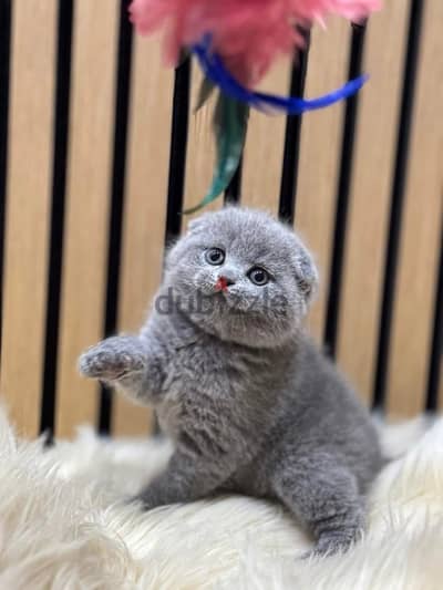 Pure Scottish Fold kittens سكوتش فولد