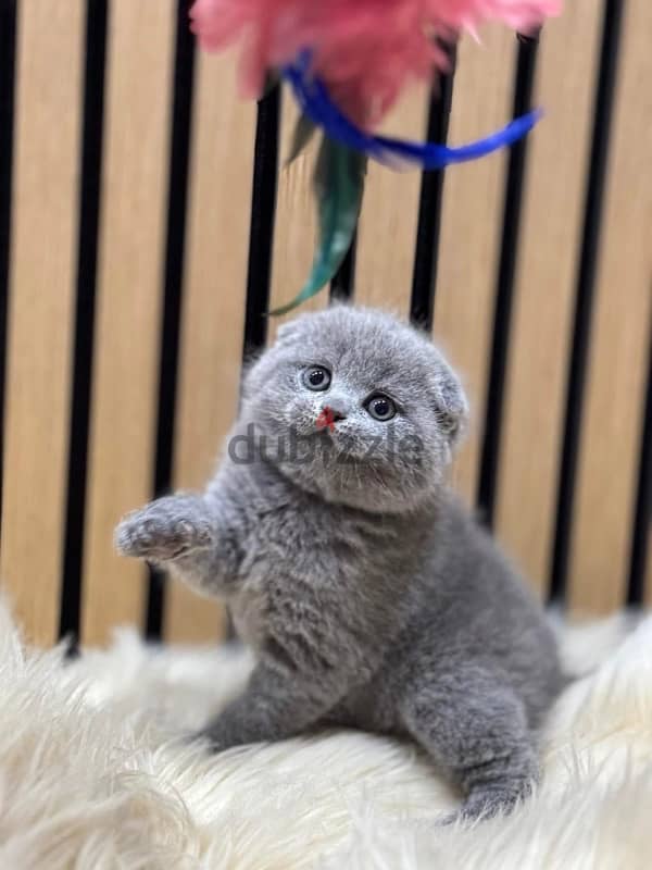 Pure Scottish Fold kittens سكوتش فولد 0