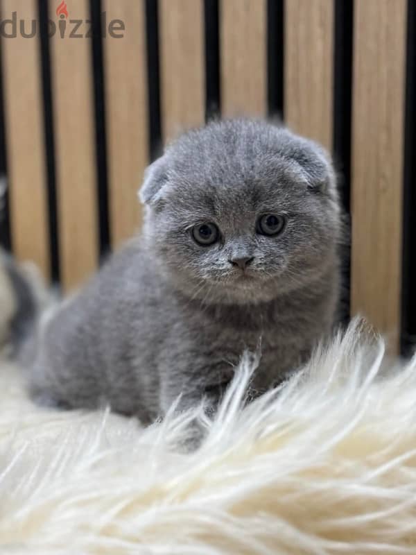 Pure Scottish Fold kittens سكوتش فولد 1