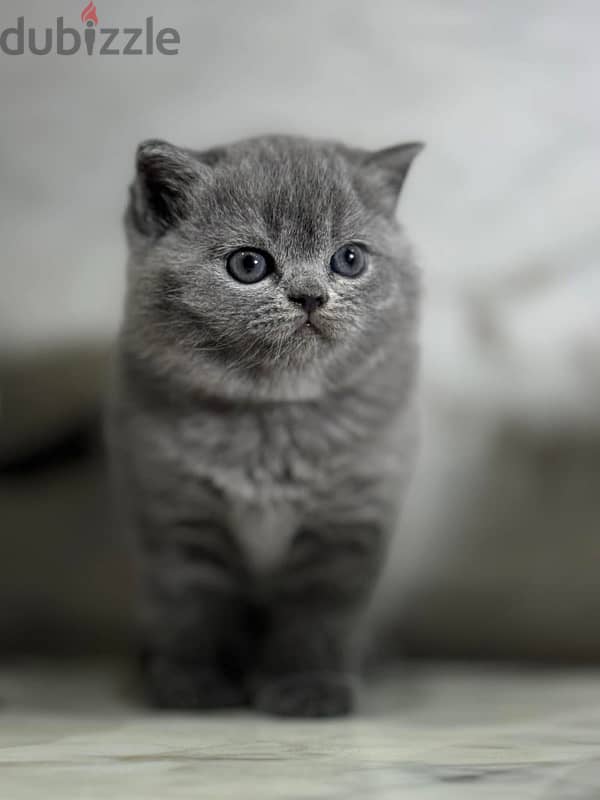 Pure Scottish Fold kittens سكوتش فولد 2