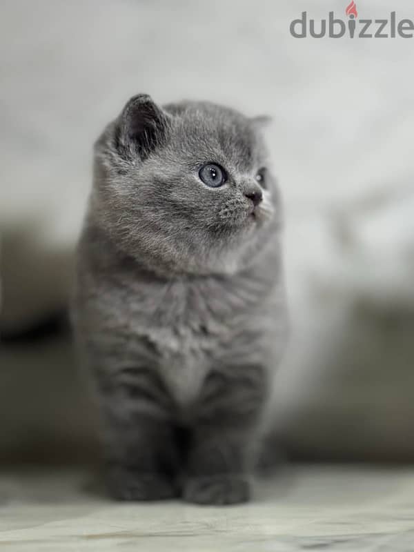 Pure Scottish Fold kittens سكوتش فولد 3