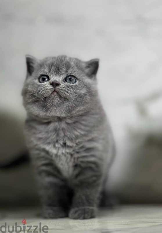 Pure Scottish Fold kittens سكوتش فولد 4