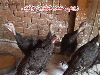 رومي اسود وبرونزي اعمار من شهر حتي ٣ شهور