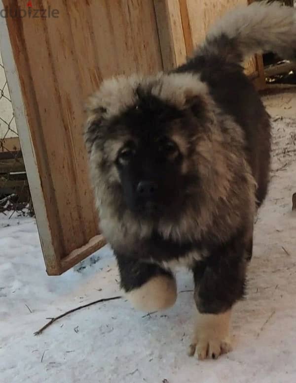 Charming Caucasian shepherd female from Russia 0