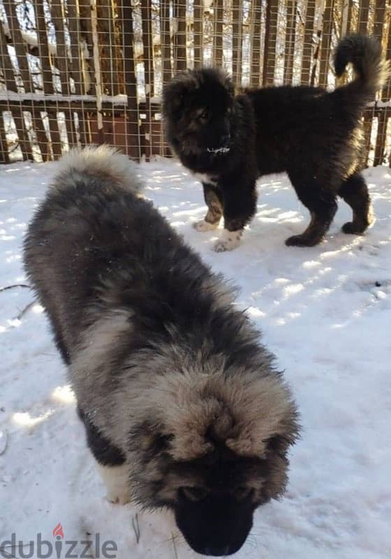 Charming Caucasian shepherd female from Russia 1