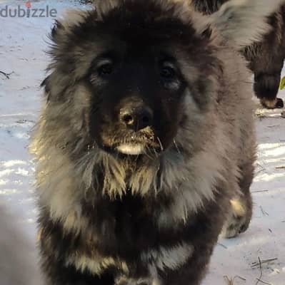 Charming Caucasian shepherd female from Russia