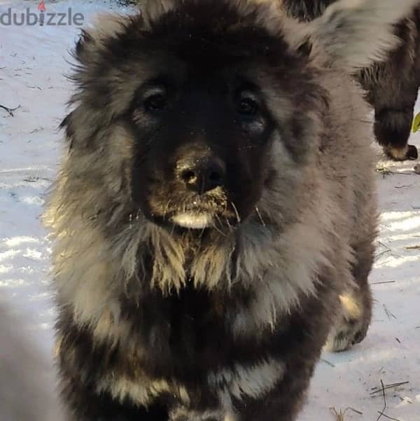 Charming Caucasian shepherd female from Russia 2