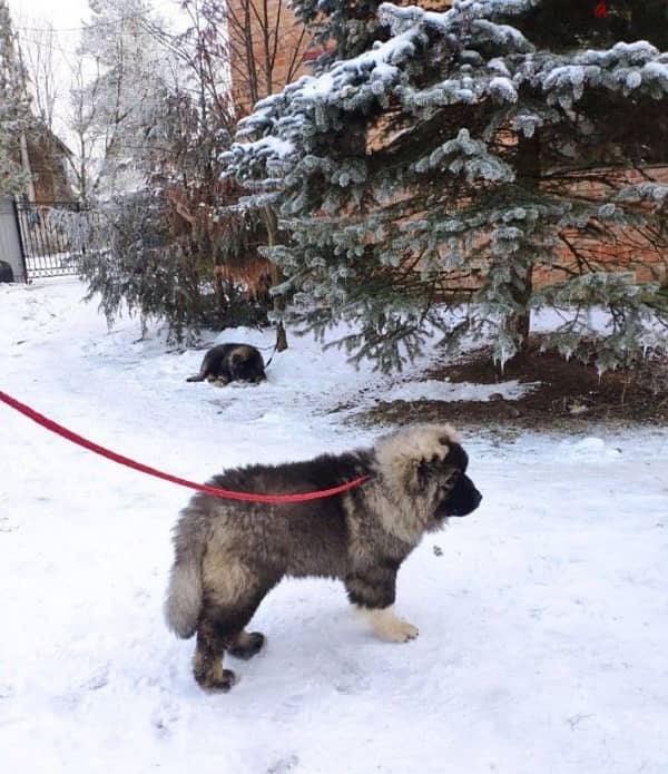 Charming Caucasian shepherd female from Russia 3