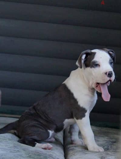 Staffordshie terrier puppy male from Russia