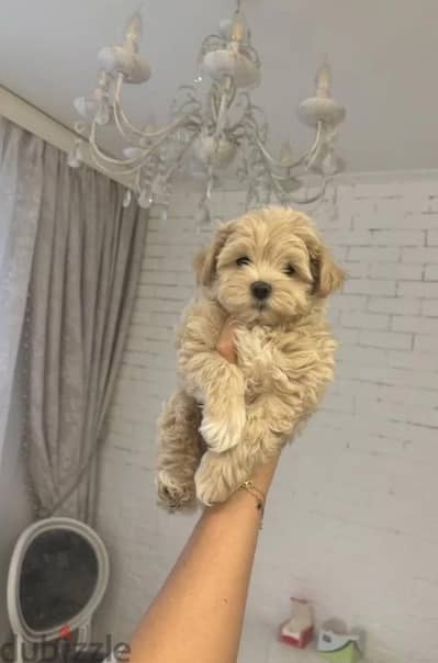 Little Maltipoo F1 Boy from Russia