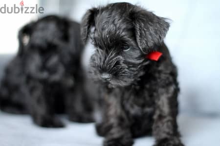 Miniature Schnauzer puppy boy from Russia