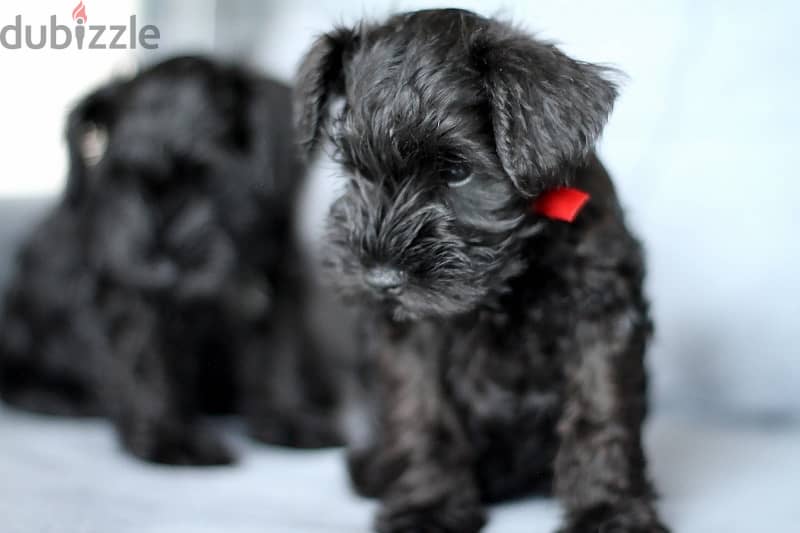 Miniature Schnauzer puppy boy from Russia 0